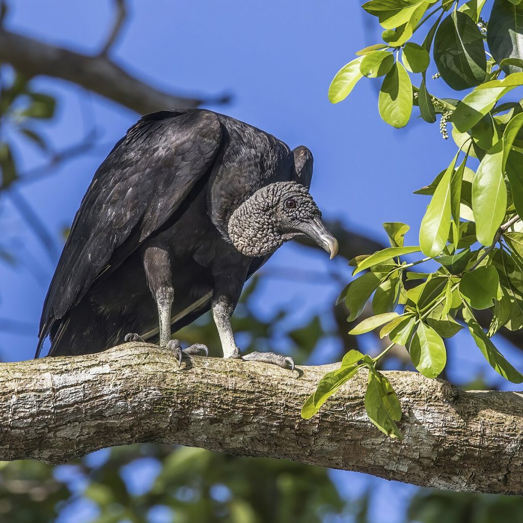 Black Vulture Black Birds In Florida