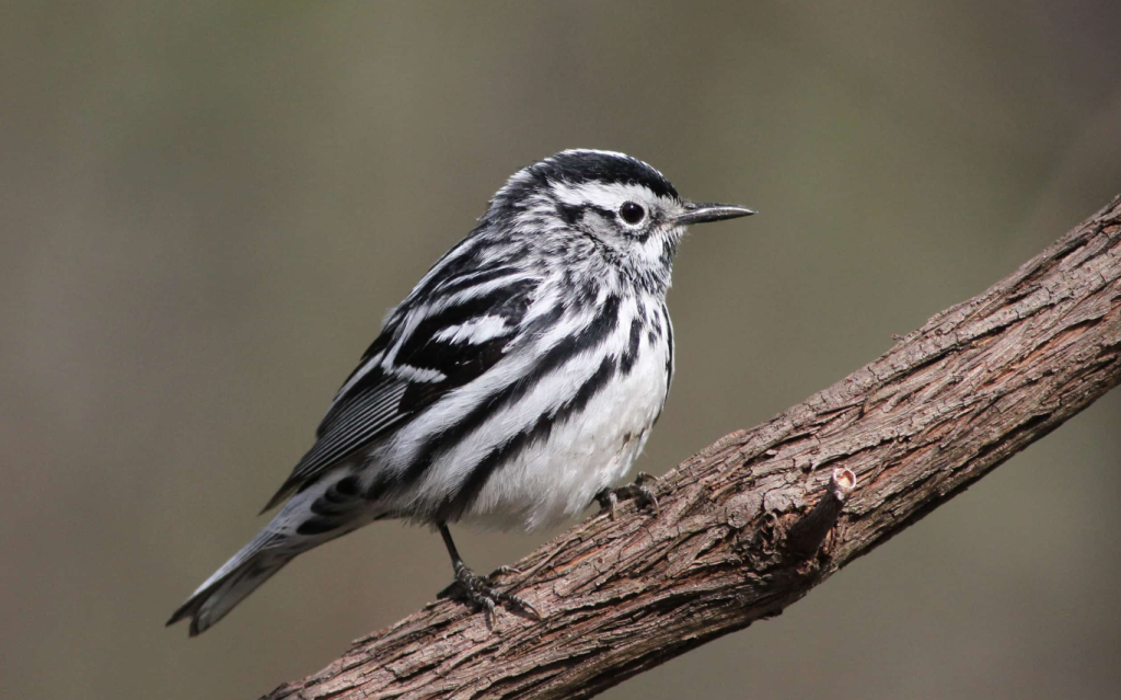 Black-and-white Warbler - bird with white belly
