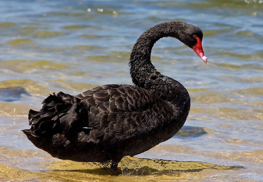 What Do Black Swan eat?