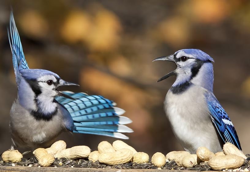 Blue Jay’s Appetite