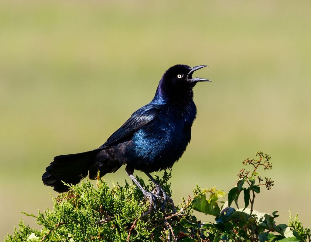 Boat-tailed Grackle Black Birds In Florida