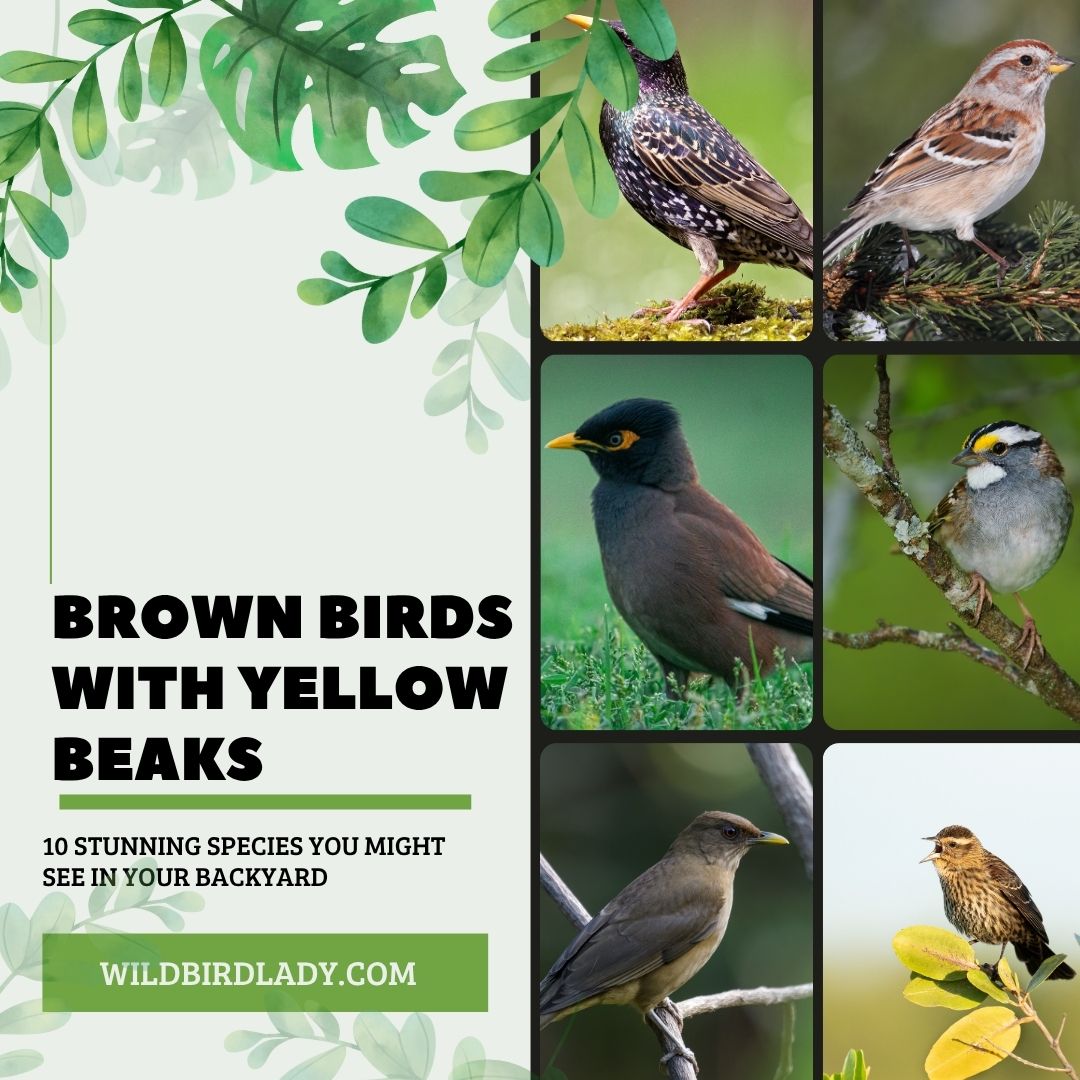 Brown Birds With Yellow Beaks