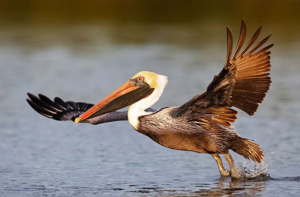 Brown Pelican