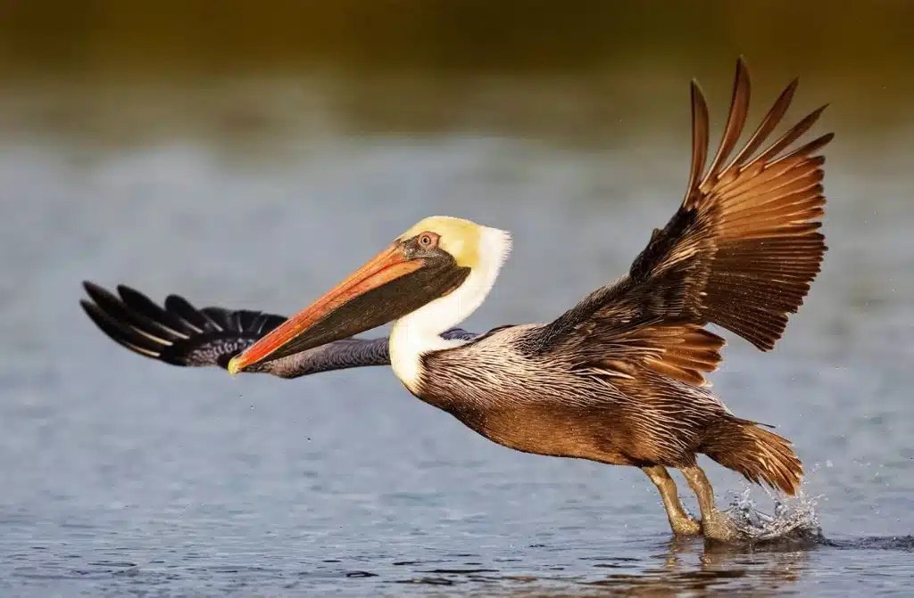 Brown Pelican