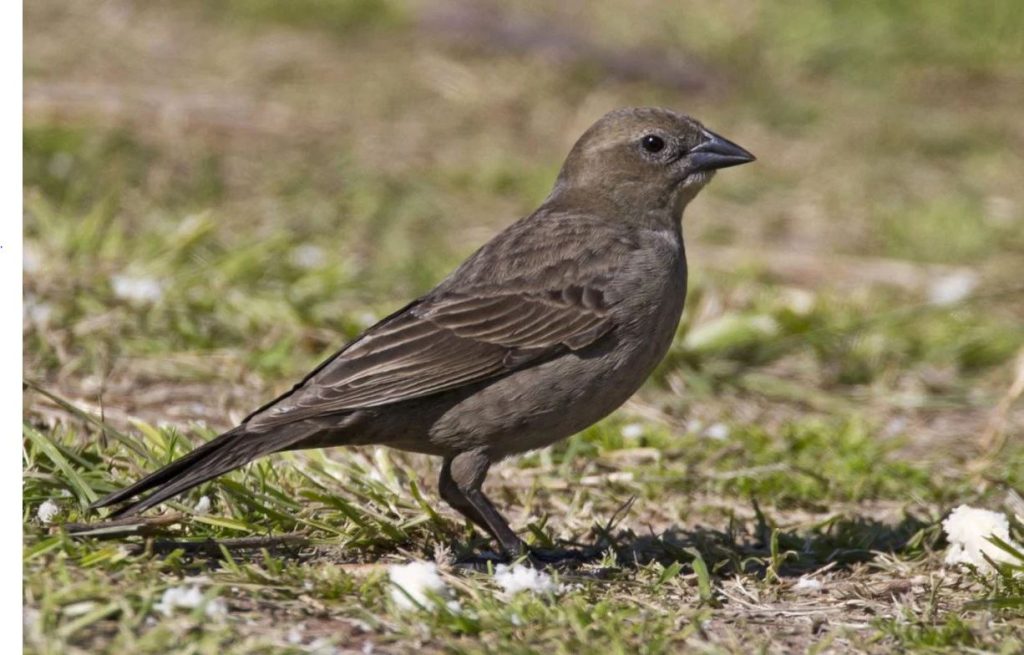 Brown Birds With Yellow Beaks