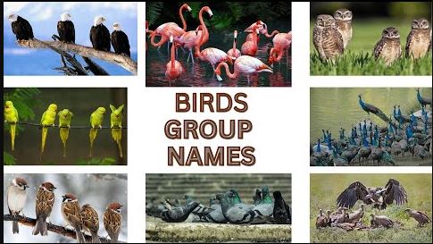 What Are Groups of Birds Called? The Complete Guide to Bird Group Names