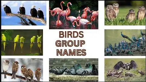 What Are Groups of Birds Called? The Complete Guide to Bird Group Names