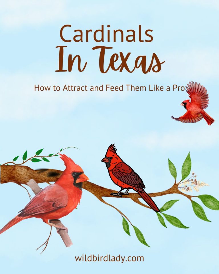Cardinals in Texas Backyards