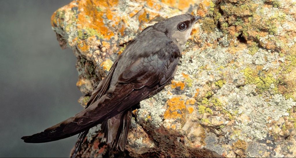 Chimney Swift Black Birds In Florida