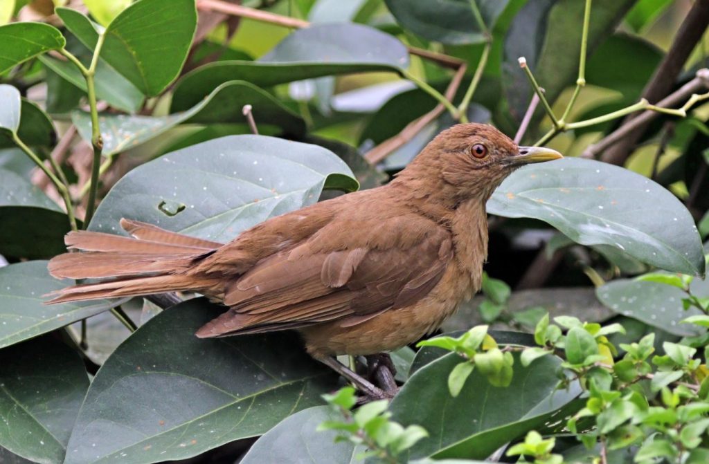 Brown Birds With Yellow Beaks
