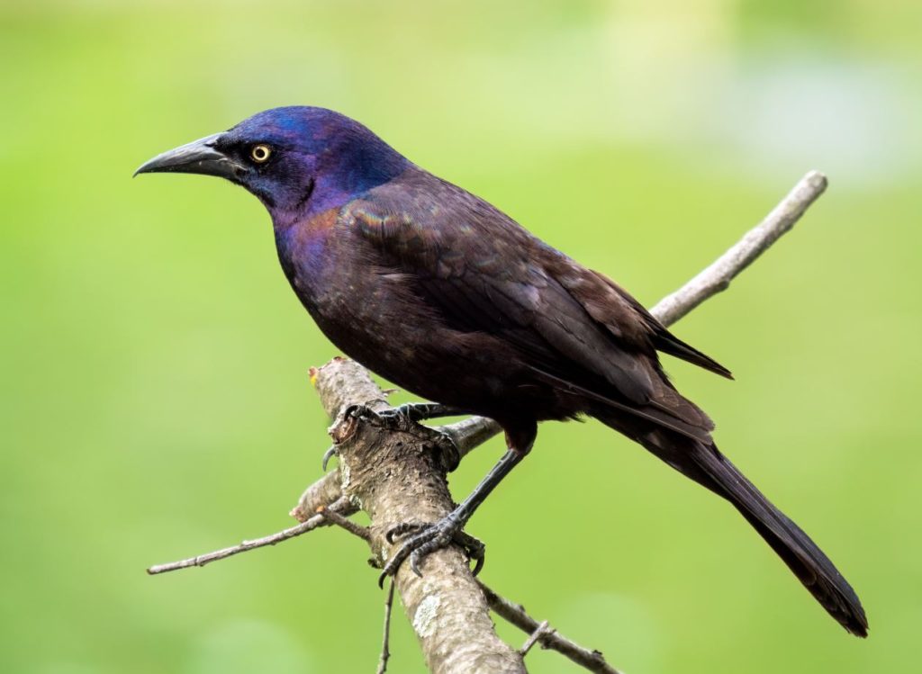 Common Grackle Black Birds In Florida