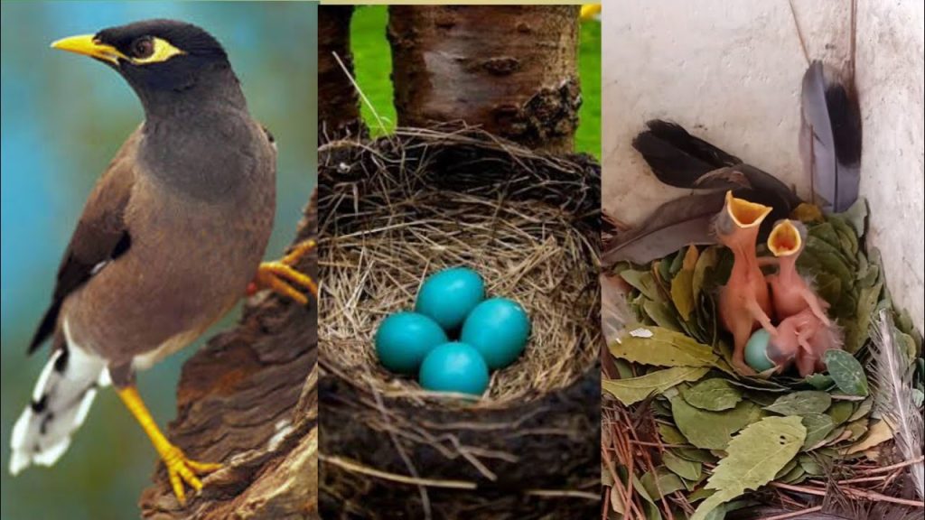 Symbolism & Meaning: What Do Blue Eggs Represent?