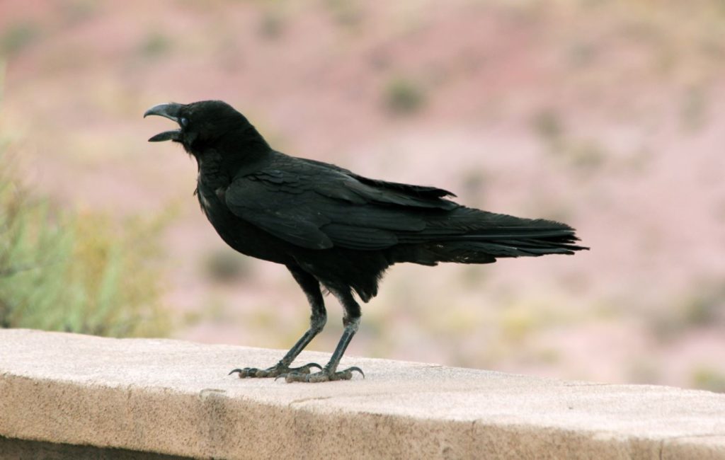 Common Raven Black Birds In Florida