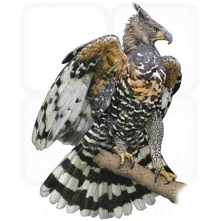 Crowned Eagle