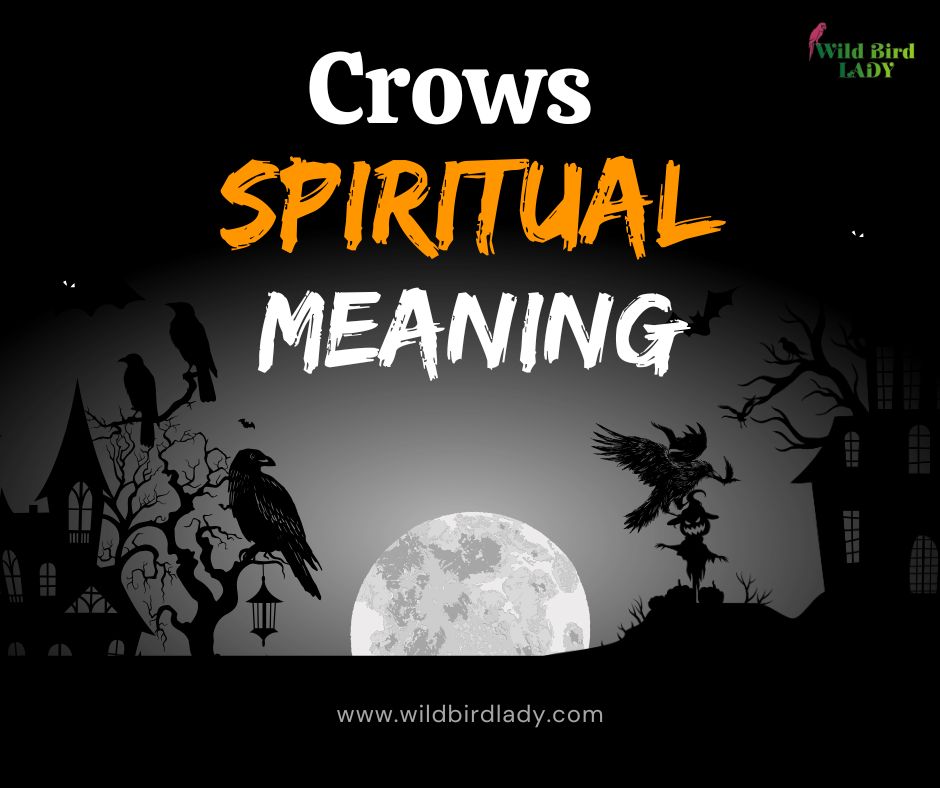 Crows Spiritual Meaning