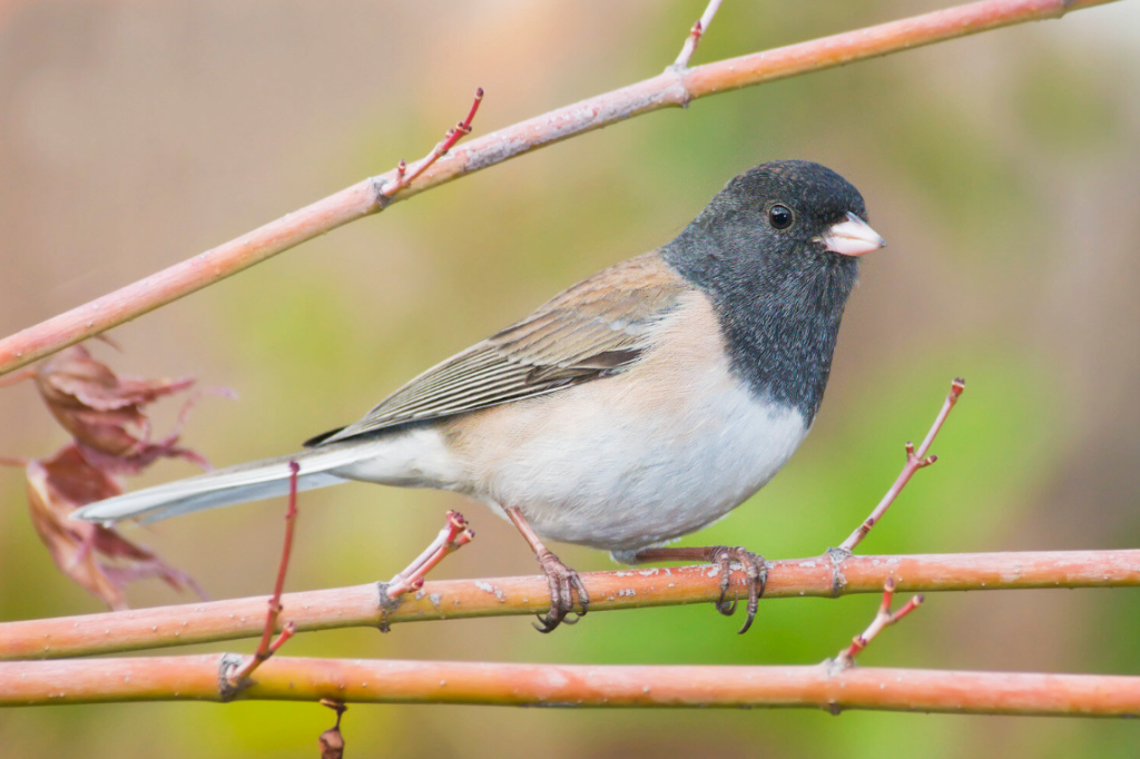 Dark-eyed Junco - bird with white belly