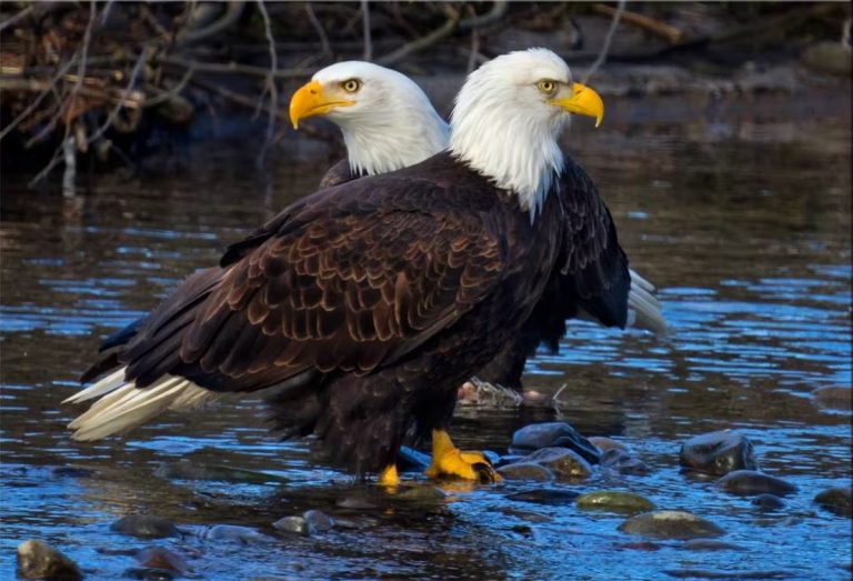 Do Bald Eagles Mate for Life