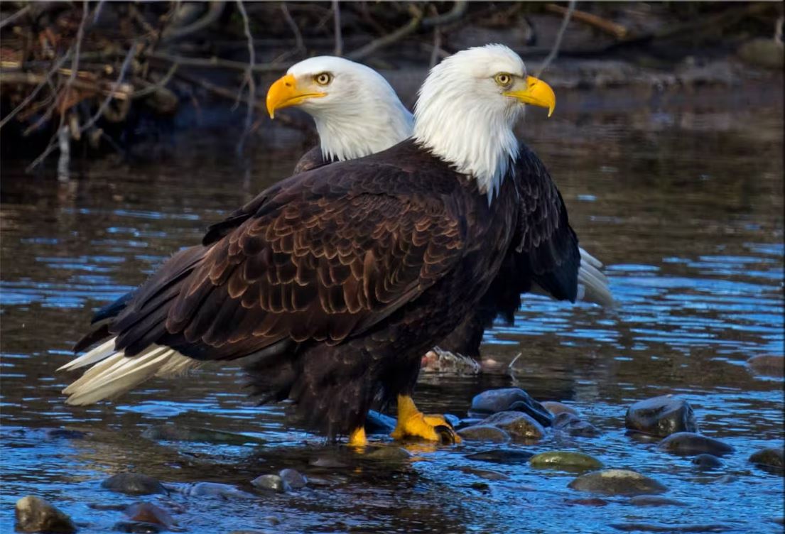 Do Bald Eagles Mate for Life