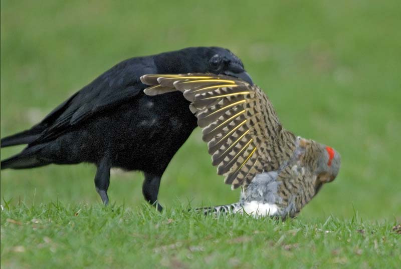 Do Crows Eat Other Birds