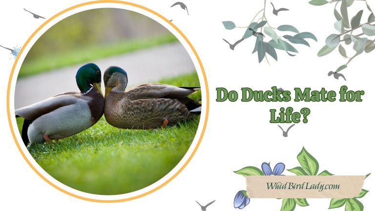 Do Ducks Mate for Life
