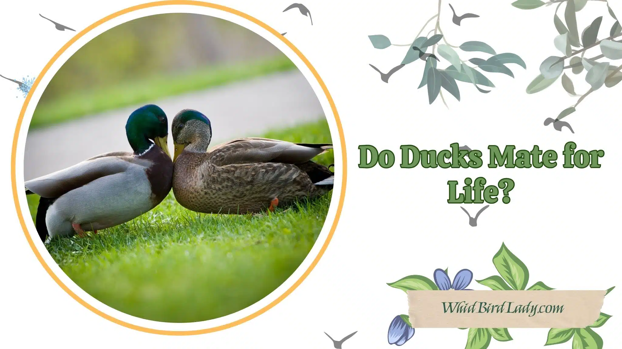 Do Ducks Mate for Life
