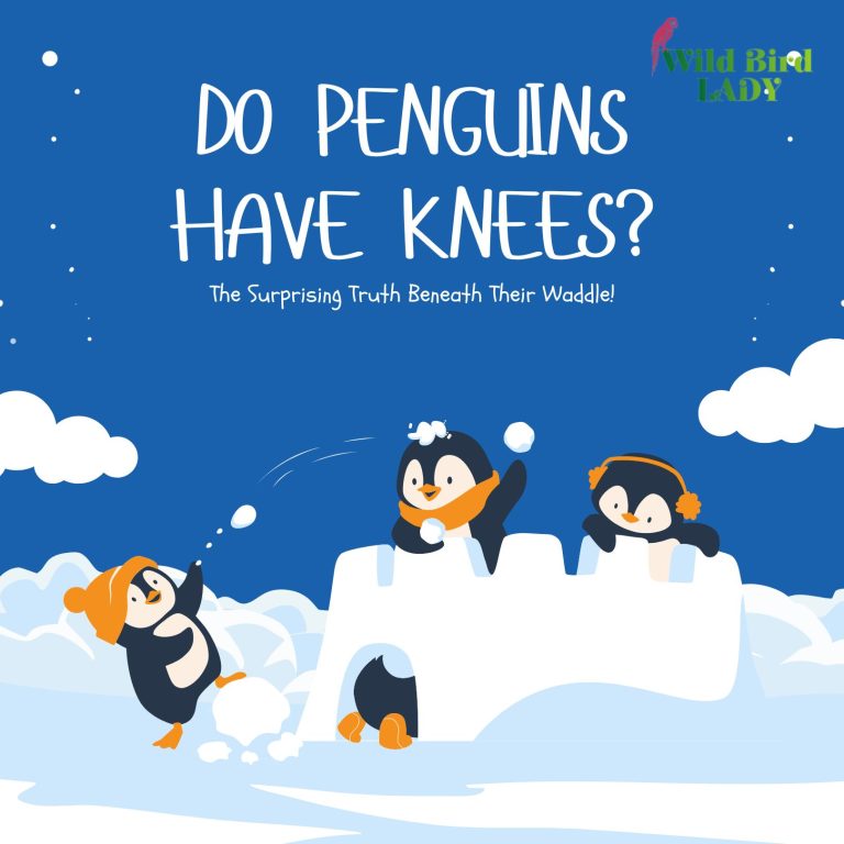 Do Penguins Have Knees