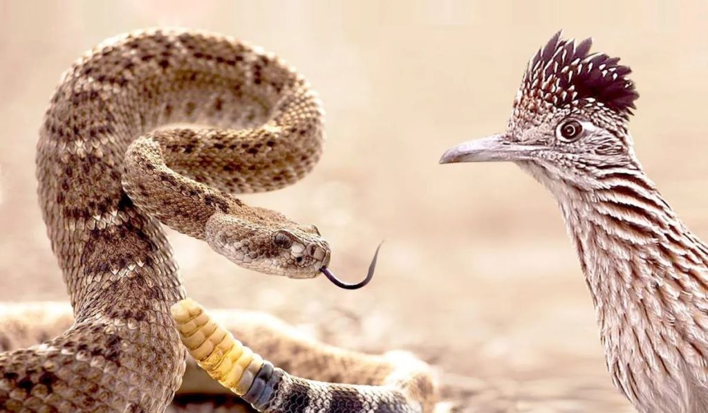 Do Roadrunners Really Eat Rattlesnakes?