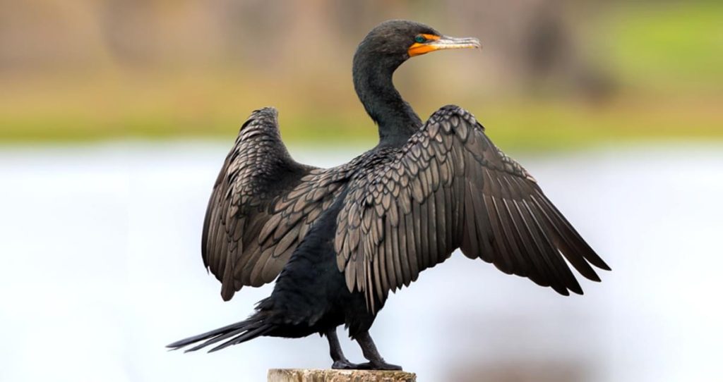 Double-crested Cormorant Black Birds In Florida