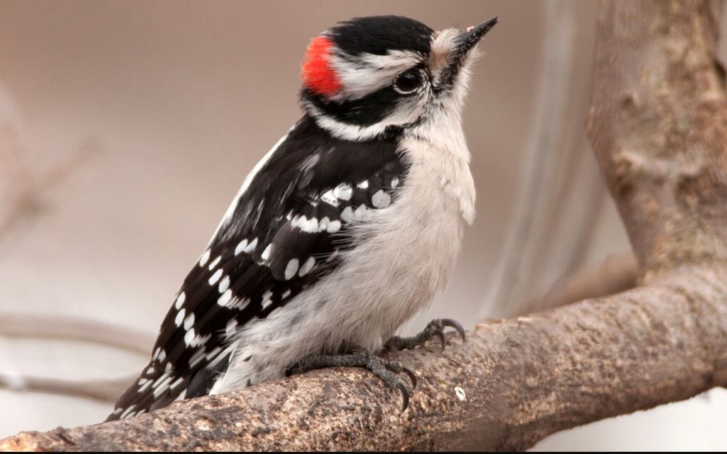 Downy Woodpecker (Male) - Birds with red heads