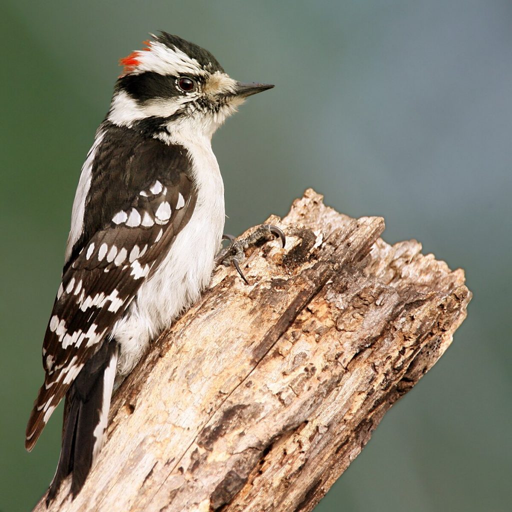 Downy Woodpeckers in ohio