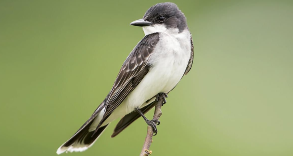 Eastern Kingbird - Birds with White Bellies