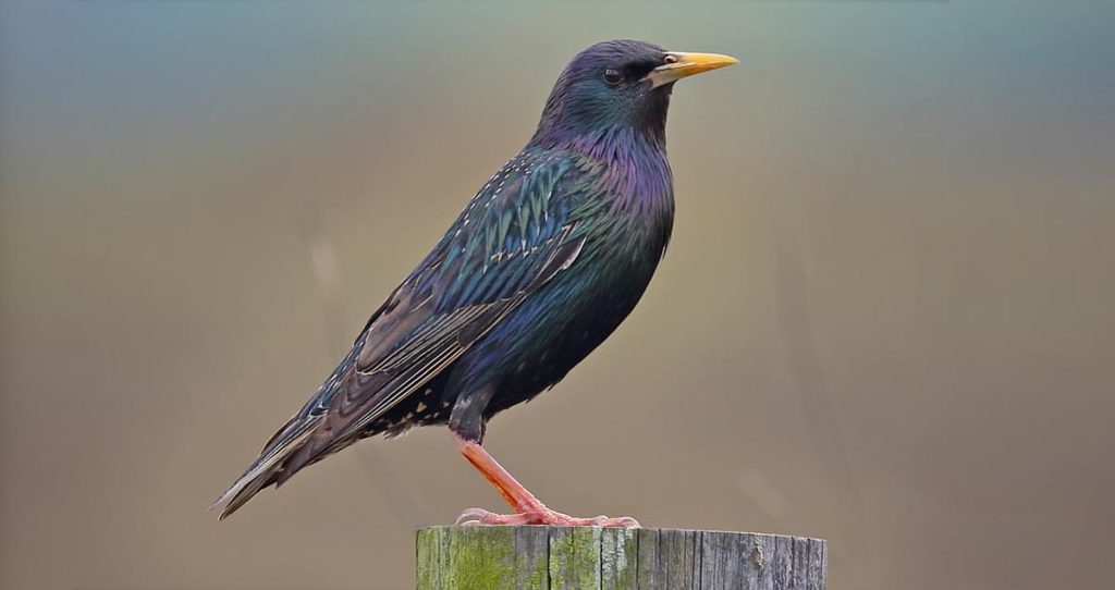 Eastern Starling  Black Birds In Florida