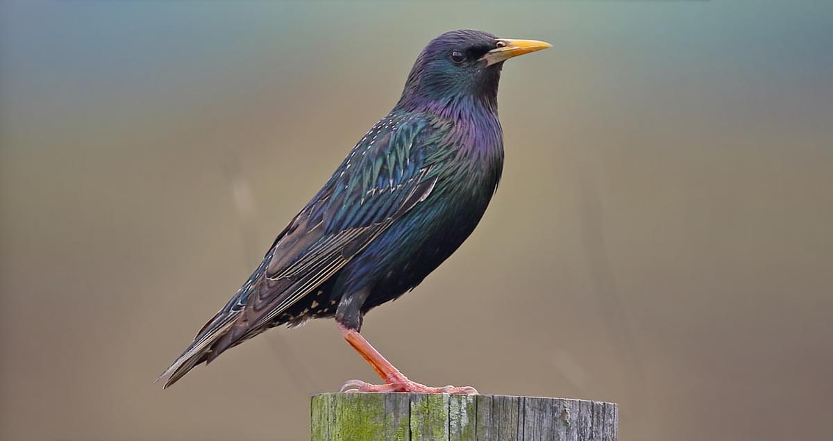 Black Birds in Florida 25 Striking Species You’ll See All Year Round