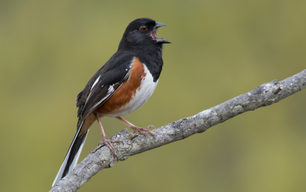 Eastern Towhee - bird with white belly