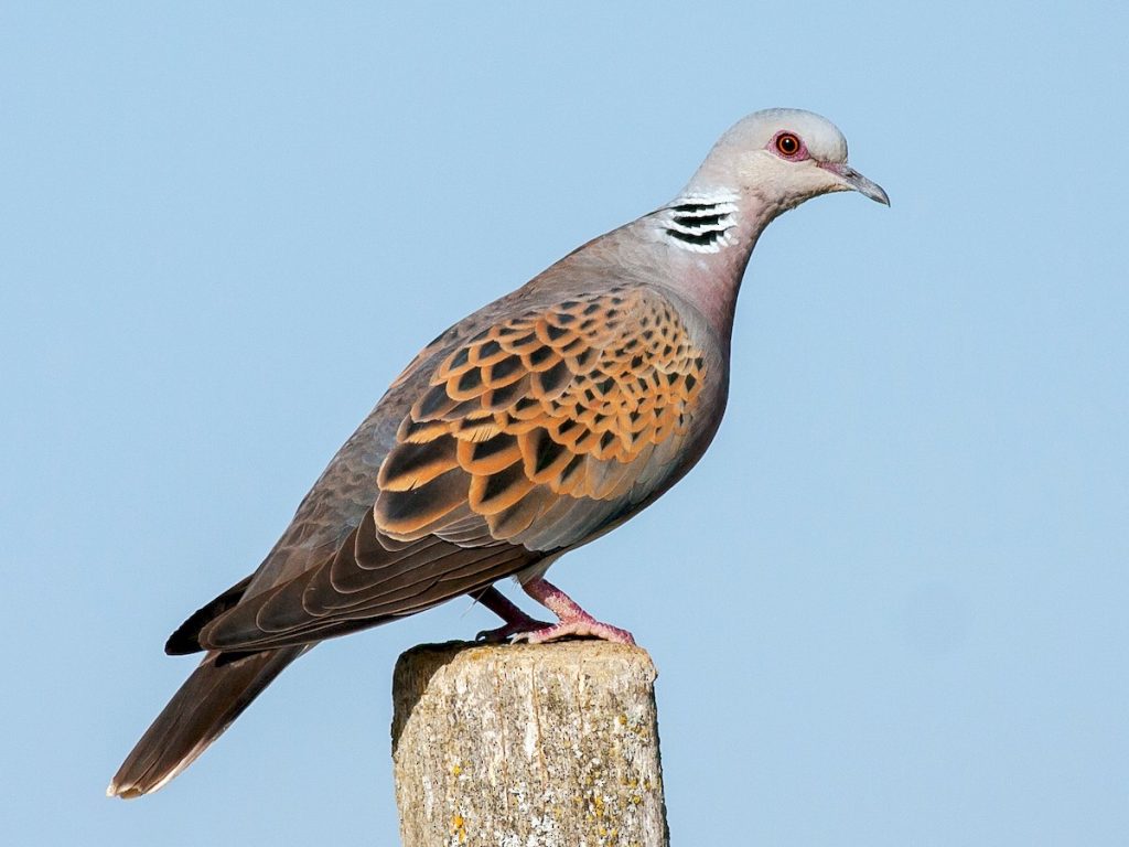 European Turtle Dove