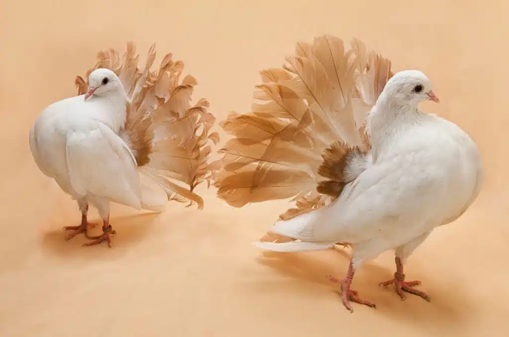 How Long Do Fancy Pigeons Live?