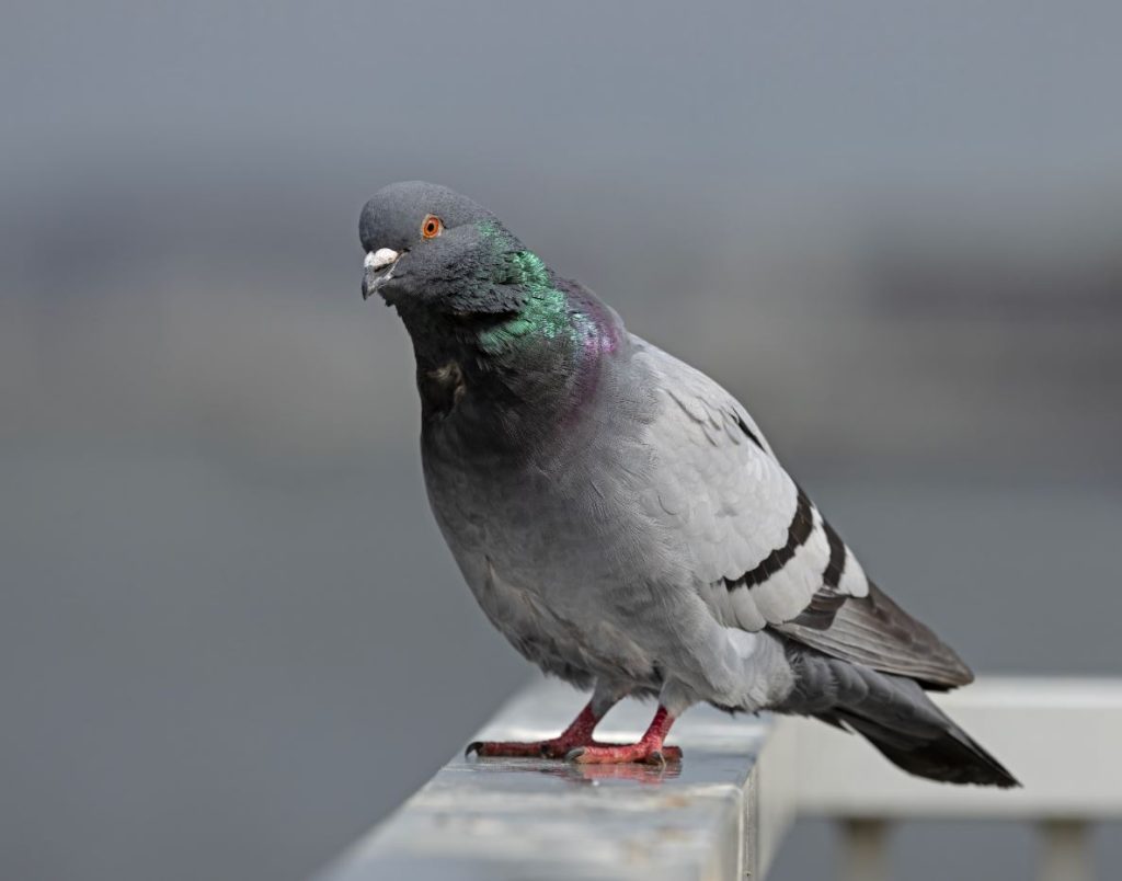 How Long Do Feral Pigeons Live?