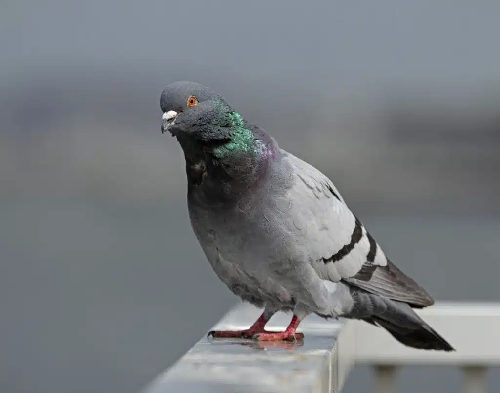 How Long Do Feral Pigeons Live?