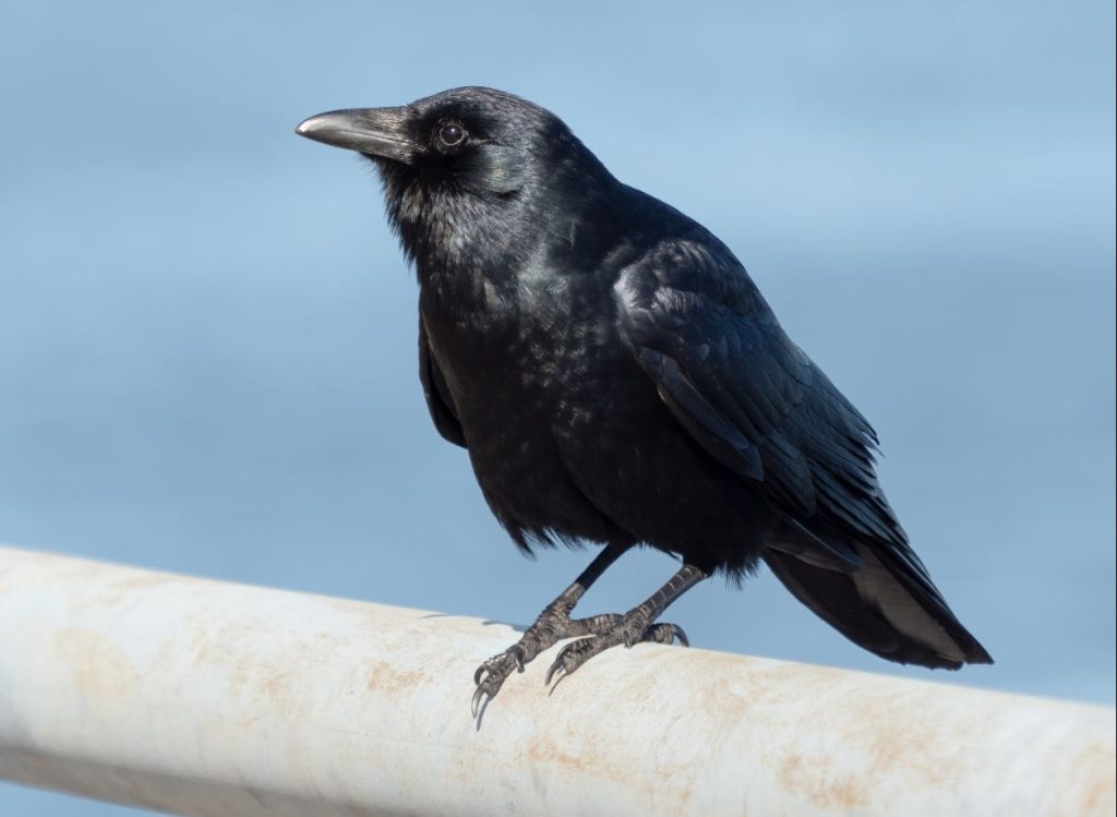 Fish Crow Black Birds In Florida
