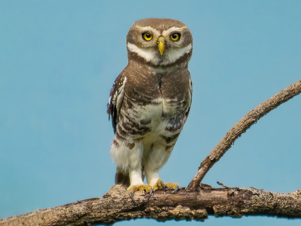 Status: Critically endangered, rediscovered.