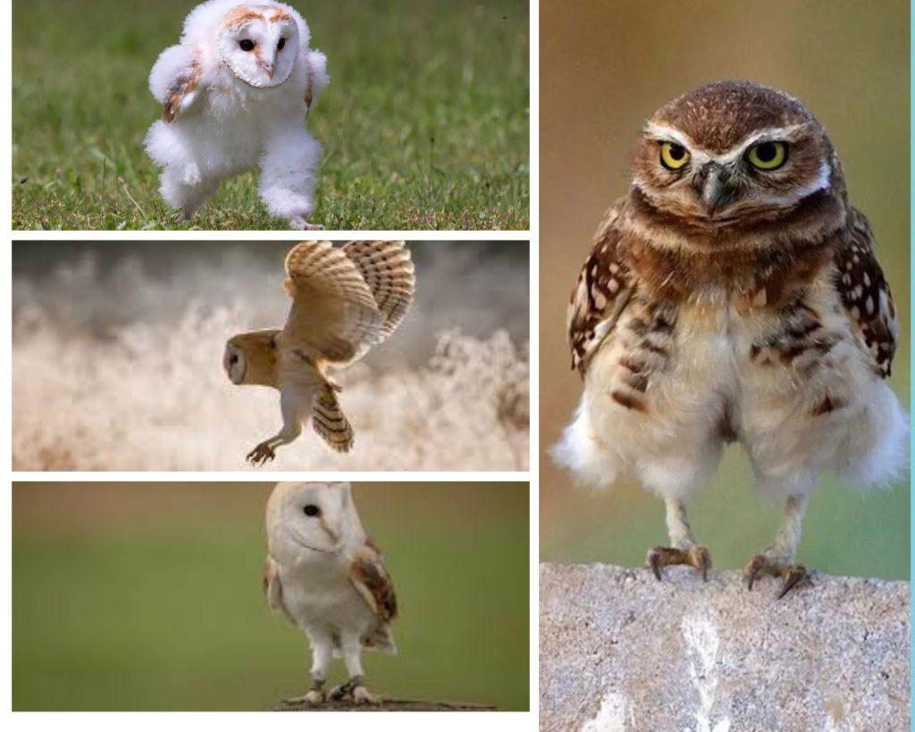 Funny and Surprising Owl With Legs Photos