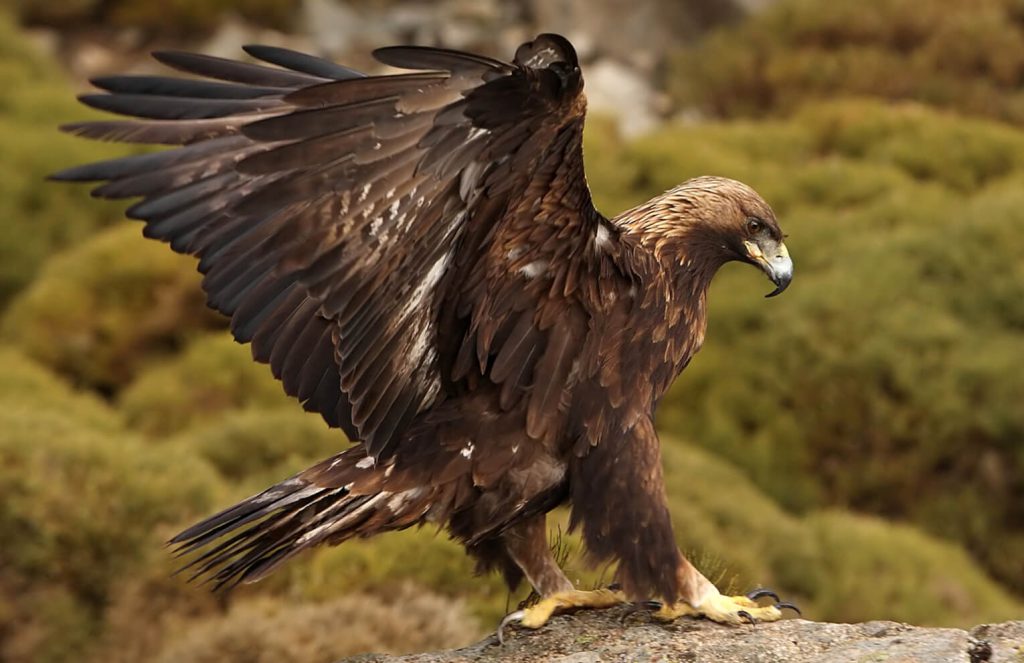 Golden Eagle - How Long Do Eagles Live?