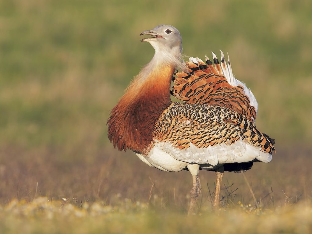 Great Bustard