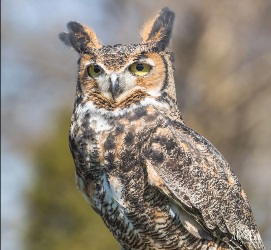 baby Great Horned Owl