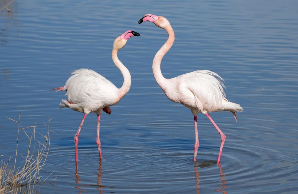 Greater Flamingo Food