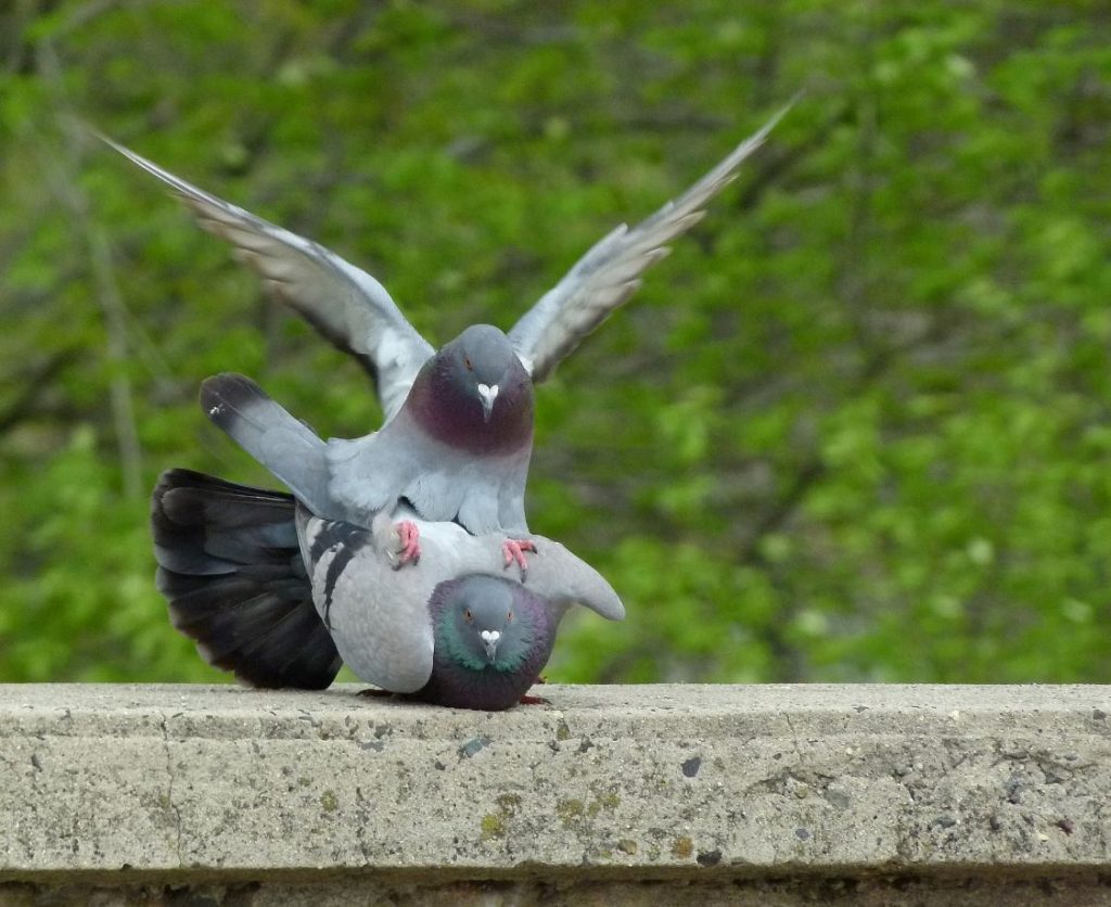 How Do Birds Mate