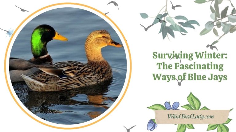 How Long Do Ducks Live-Factors That Affect Their Lifespan