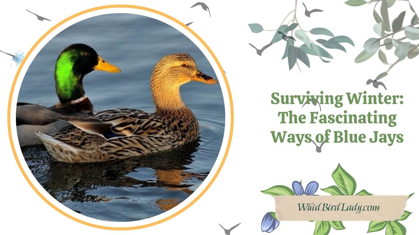 How Long Do Ducks Live-Factors That Affect Their Lifespan