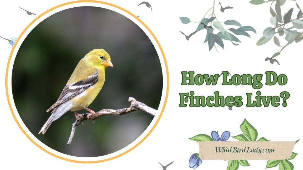 How Long Do Finches Live