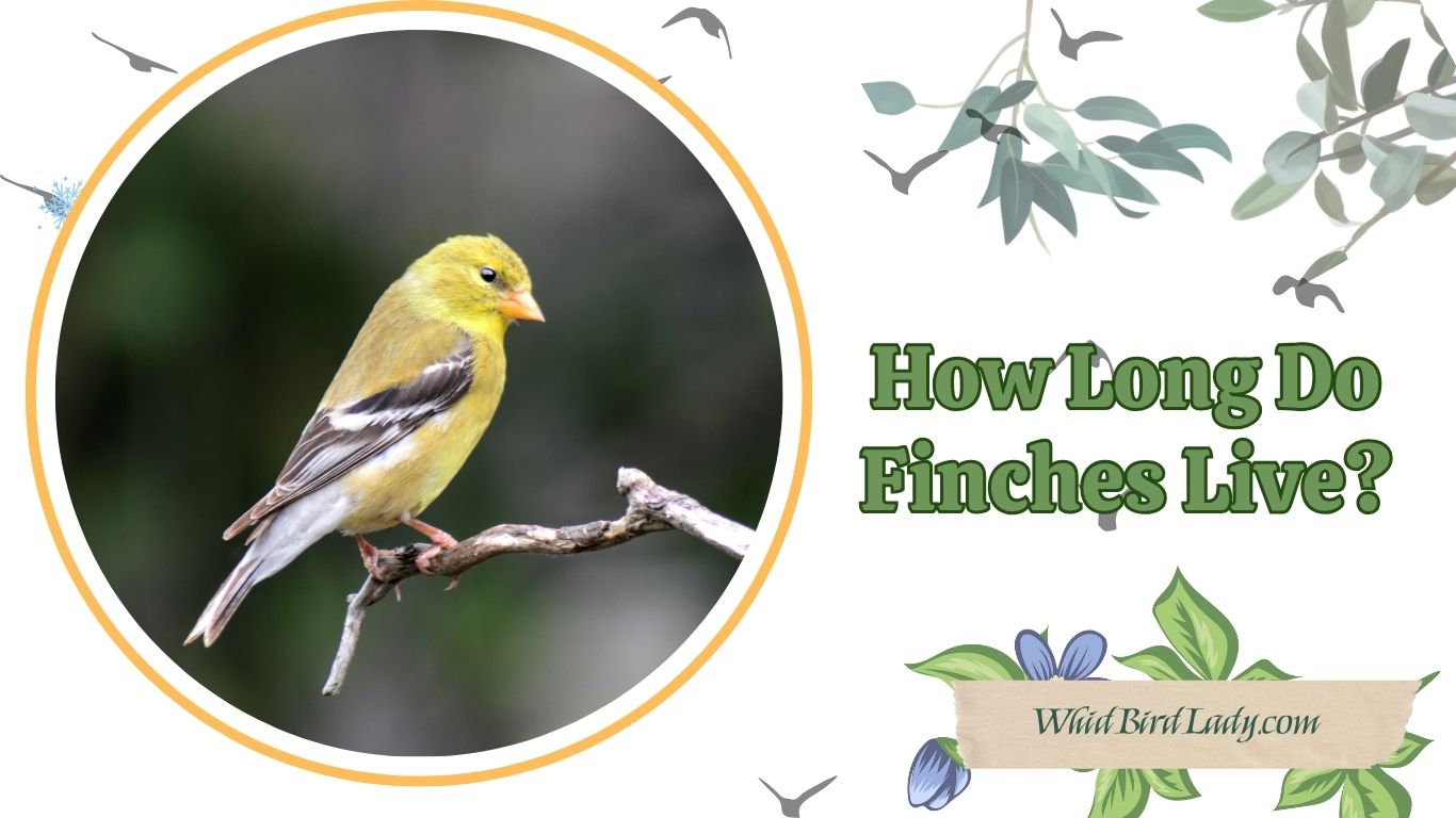 How Long Do Finches Live